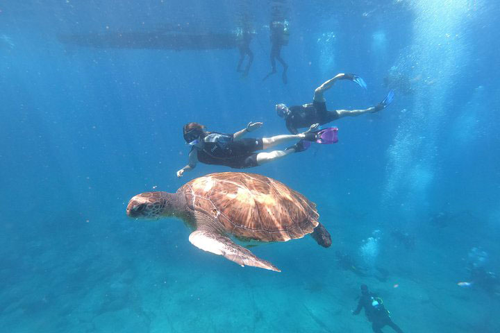 Snorkeling Experience