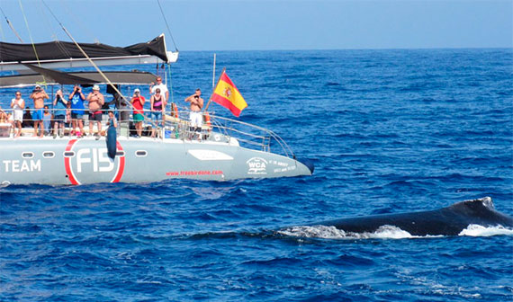 Whale Watching